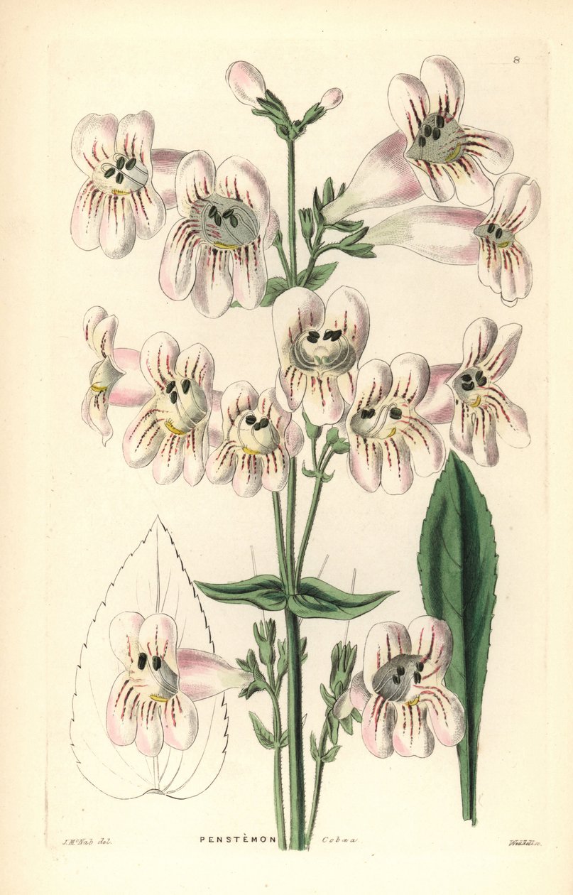Cobaea-virágos penstemon, Penstemon cobaea. Weddell kézi rézmetszete J. McNab után John Lindley és Robert Sweet Ornamental Flower Garden and Shrubbery című művéből, G. Willis, London. alkotó: Unbekannter Künstler