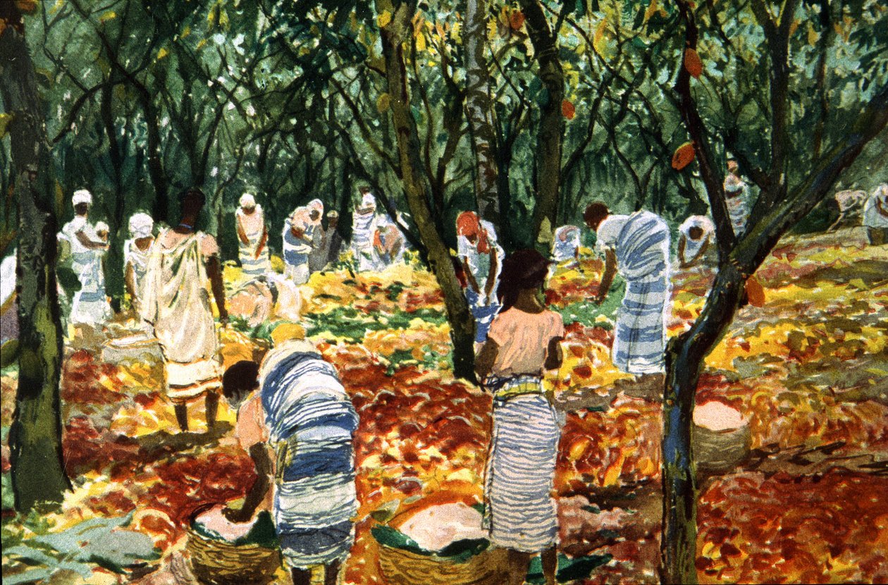 Kakaószüret Sao Toméban, 1910-20 körül (színes litó) alkotó: Unbekannter Künstler