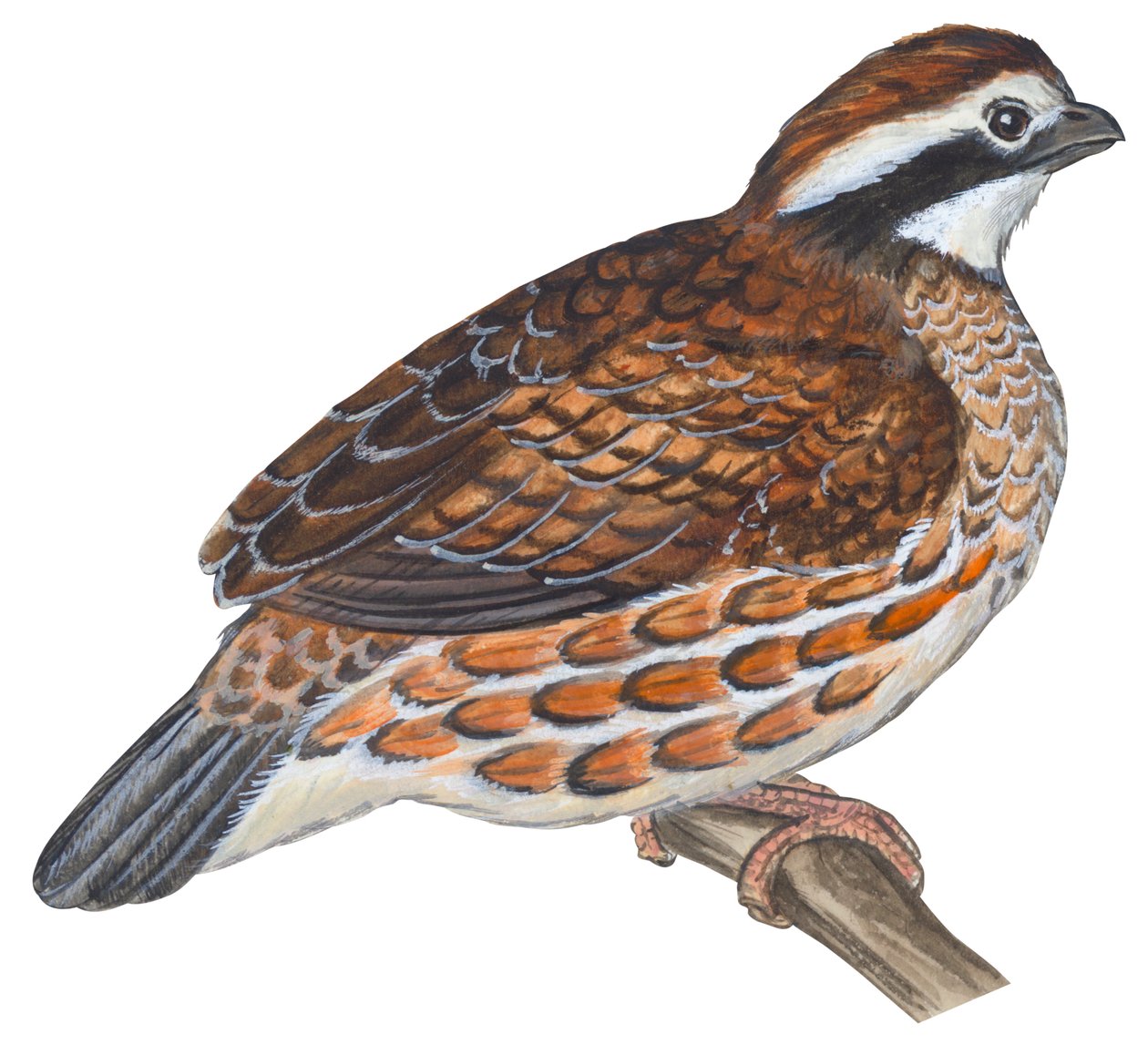 Colin de Virginia - Bobwhite (Colin virginianus) alkotó: Unbekannter Künstler