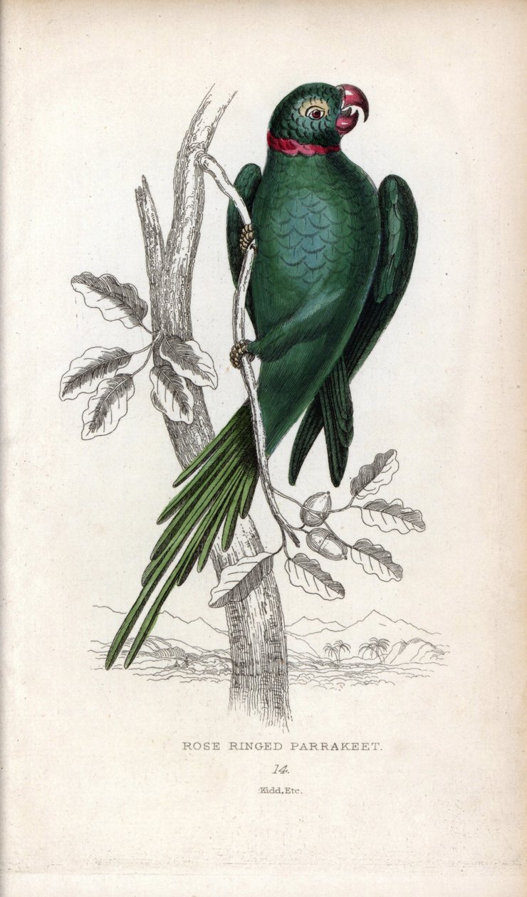 Galléros papagáj, Psittacula krameri. Psittacus torquatus. Joseph Kidd litográfiája John Audubon rajza alapján, a Miscellany of Natural History-ban: Papagájok, Sir Thomas DiK Lauder és Thomas Brown kapitány, megjelent Edinburghban, Skóciában, 1833-ban. alkotó: Unbekannter Künstler
