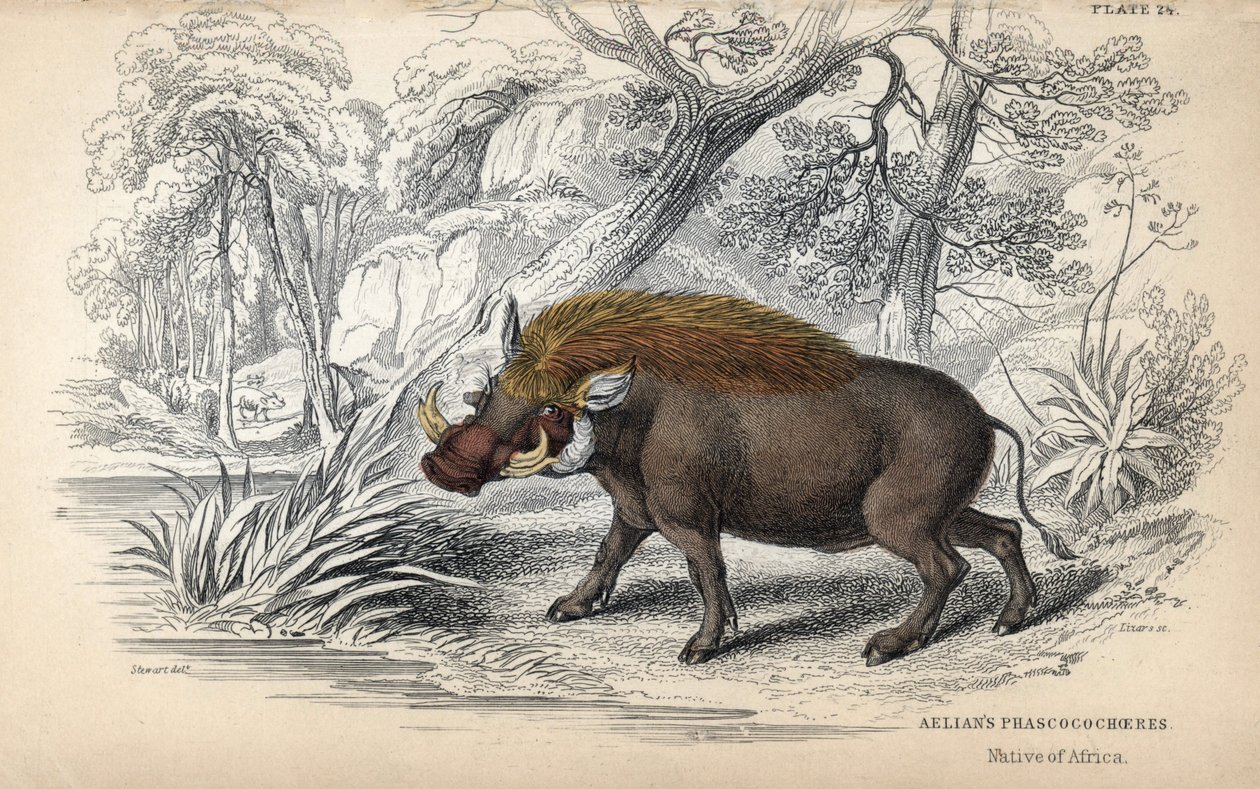 Közönséges afrikai fakócápa (Phaochoerus africanus). William Lizars rézmetszete James Stewart rajza alapján, megjelent a Naturalist Library: Mammals, pachyderms and quadrupedes with fine skin, edited by W. H. Lizars, in Edinburgh, Scotl. alkotó: Unbekannter Künstler
