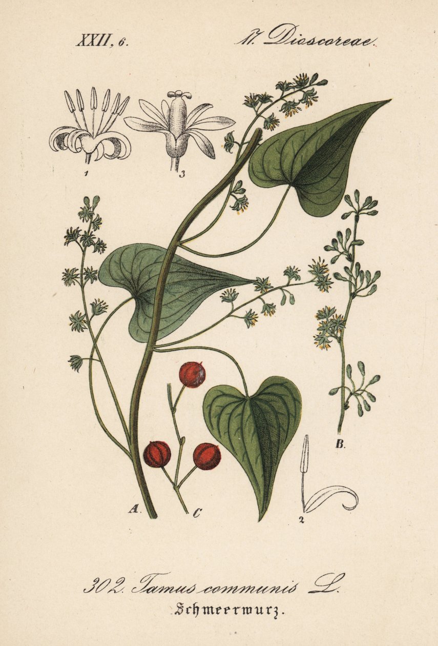 Közös vezető vagy fű a bántalmazott nőknek - Fekete bryony, Tamus communis. Kézzel színezett litográfia Diederich von Schlechtendal Német flóra (Flora von Deutschland) című művéből, Jena. alkotó: Unbekannter Künstler