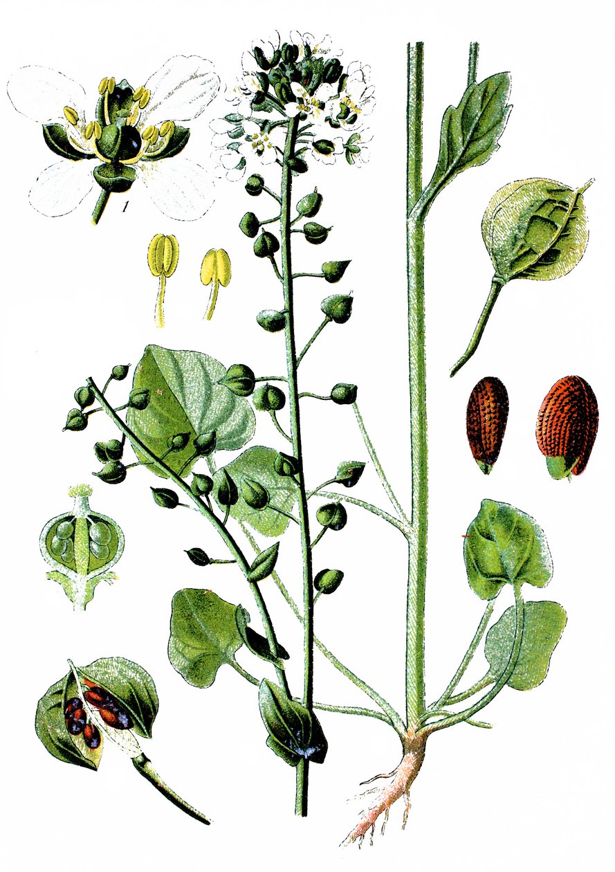 Közönséges skorbutfű, Cochlearia officinalis alkotó: Unbekannter Künstler