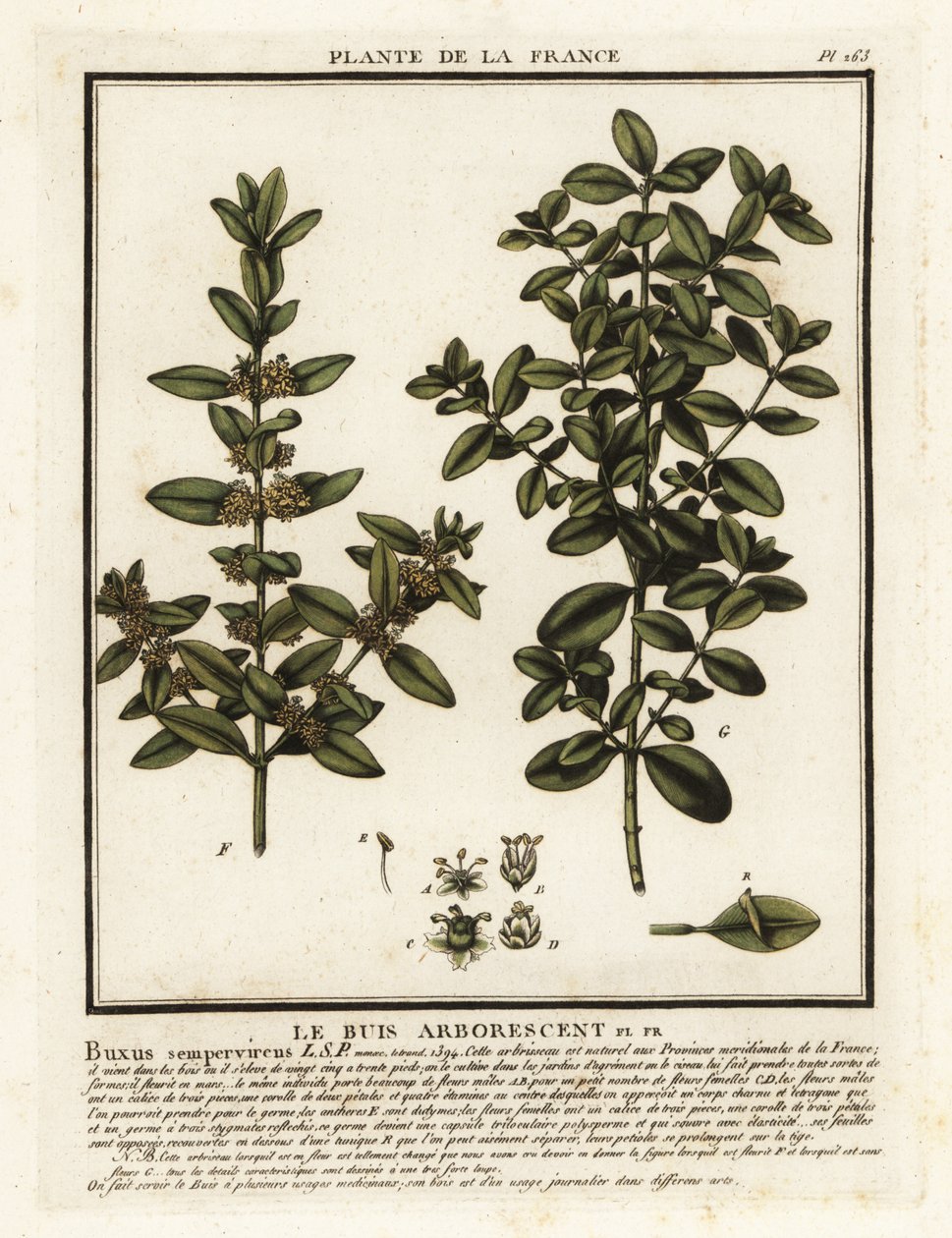 Közös doboz, Buxus sempervirens. alkotó: Unbekannter Künstler