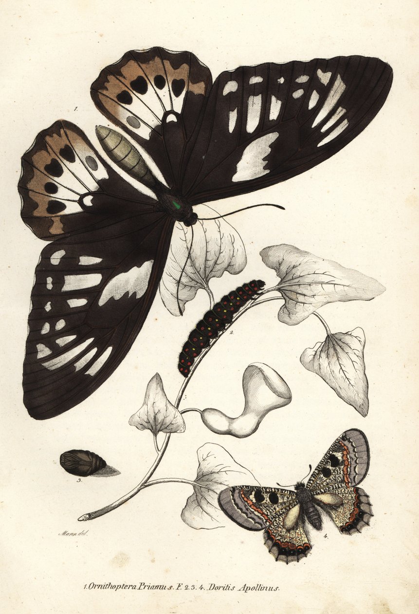 Közönséges zöld madárszárnyas, Ornithoptera priamus, lepke, hernyó és báb, valamint hamis apolló, Archon apollinus (Doritis apollinus). Kézzel színezett litográfia Georg Friedrich Treitschke természetrajzi galériájából, Naturhistorischer Bildersaal des Thi alkotó: Unbekannter Künstler