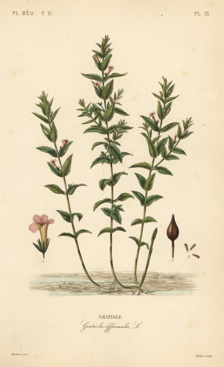 Közönséges hedgehyssop vagy kecses gyógynövény, Gratiola officinalis, Gratiole alkotó: Unbekannt