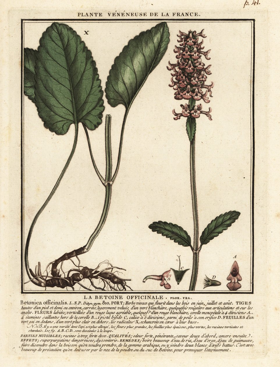Közönséges csípő, Stachys officinalis. alkotó: Unbekannter Künstler