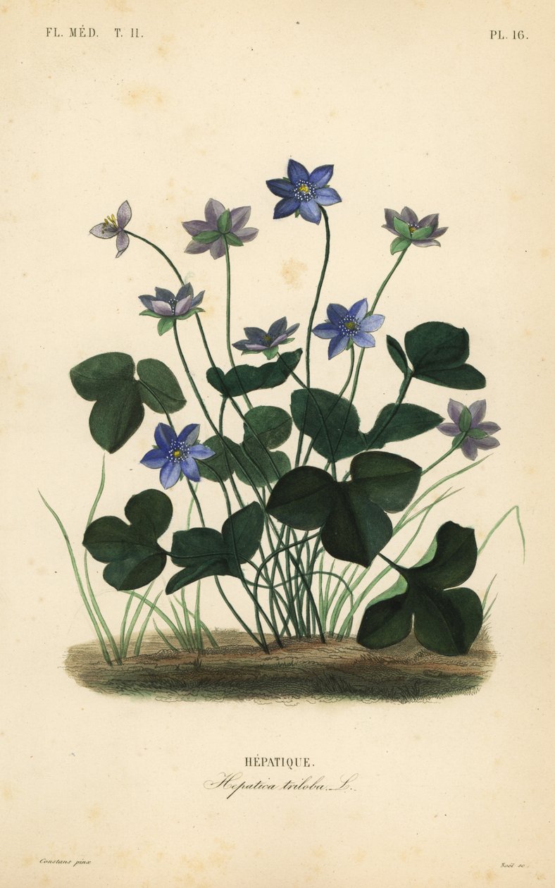 Közönséges hepatica vagy májfű, Anemone hepatica, Hepatica triloba, Hepatique alkotó: Unbekannt