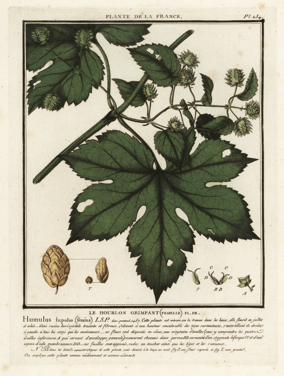 Közönséges komló, Humulus lupulus. alkotó: Unbekannter Künstler