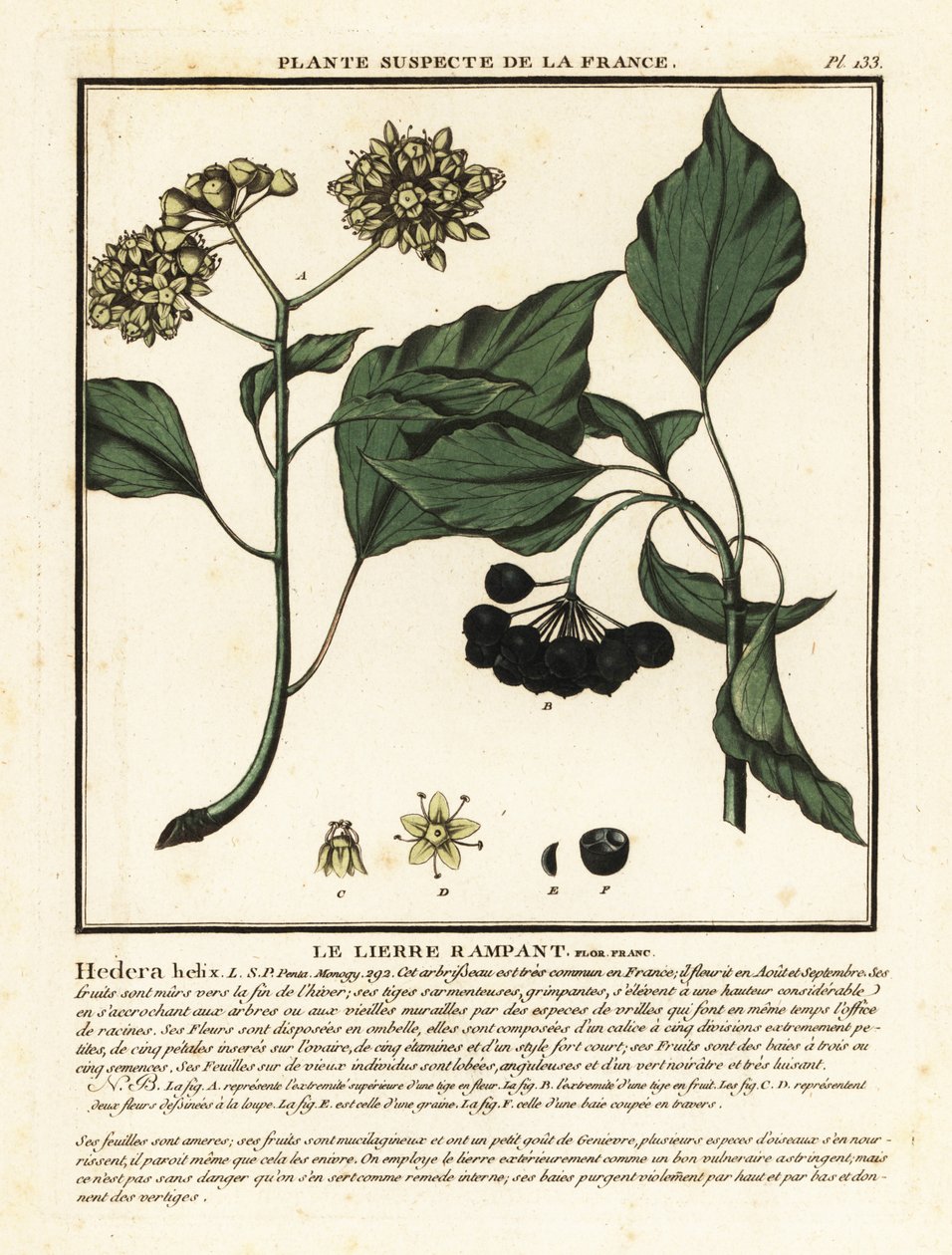 Közönséges borostyán, Hedera helix alkotó: Unbekannter Künstler