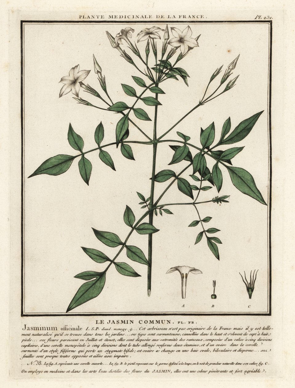 Közönséges jázmin, Jasminum officinale. alkotó: Unbekannter Künstler