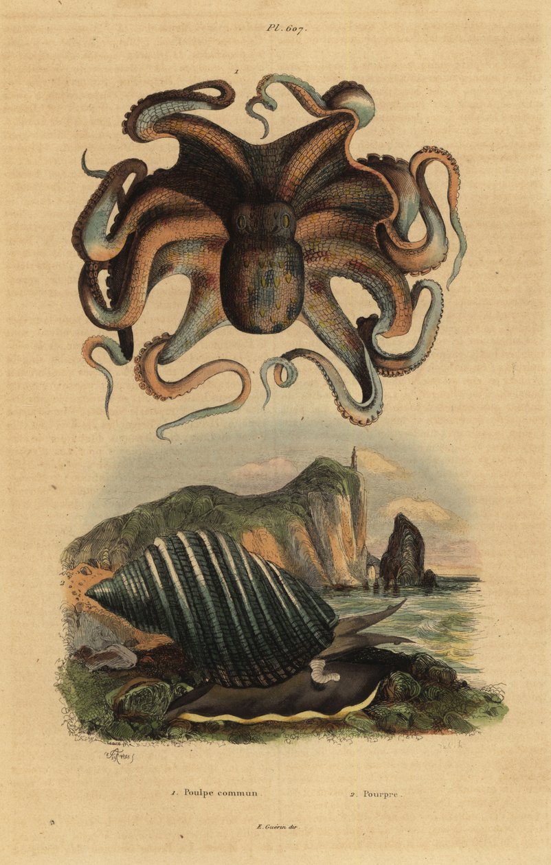 Közönséges polip, Octopus vulgaris 1 és tengeri csiga, Dicathais orbita 2 alkotó: Unbekannt