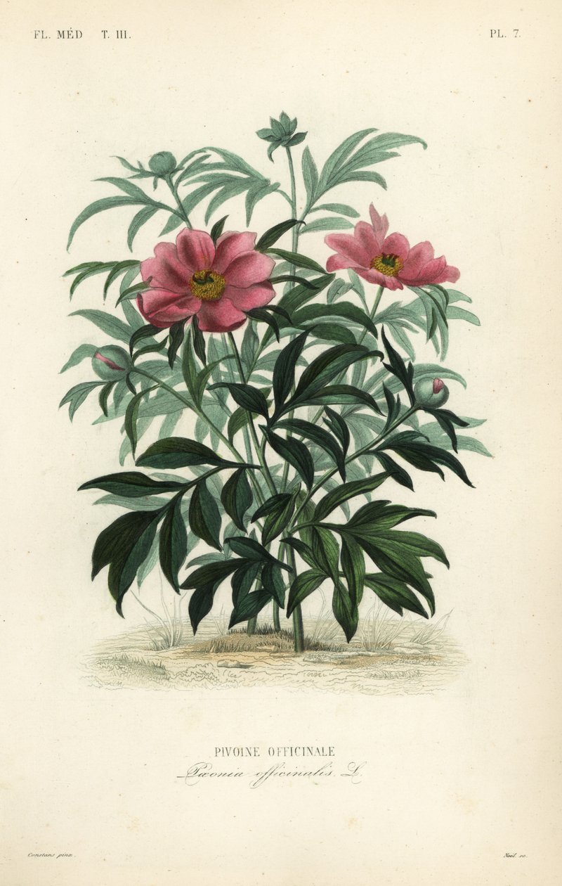 Közönséges bazsarózsa vagy kerti bazsarózsa, Paeonia officinalis, Pivoine officinale alkotó: Unbekannt