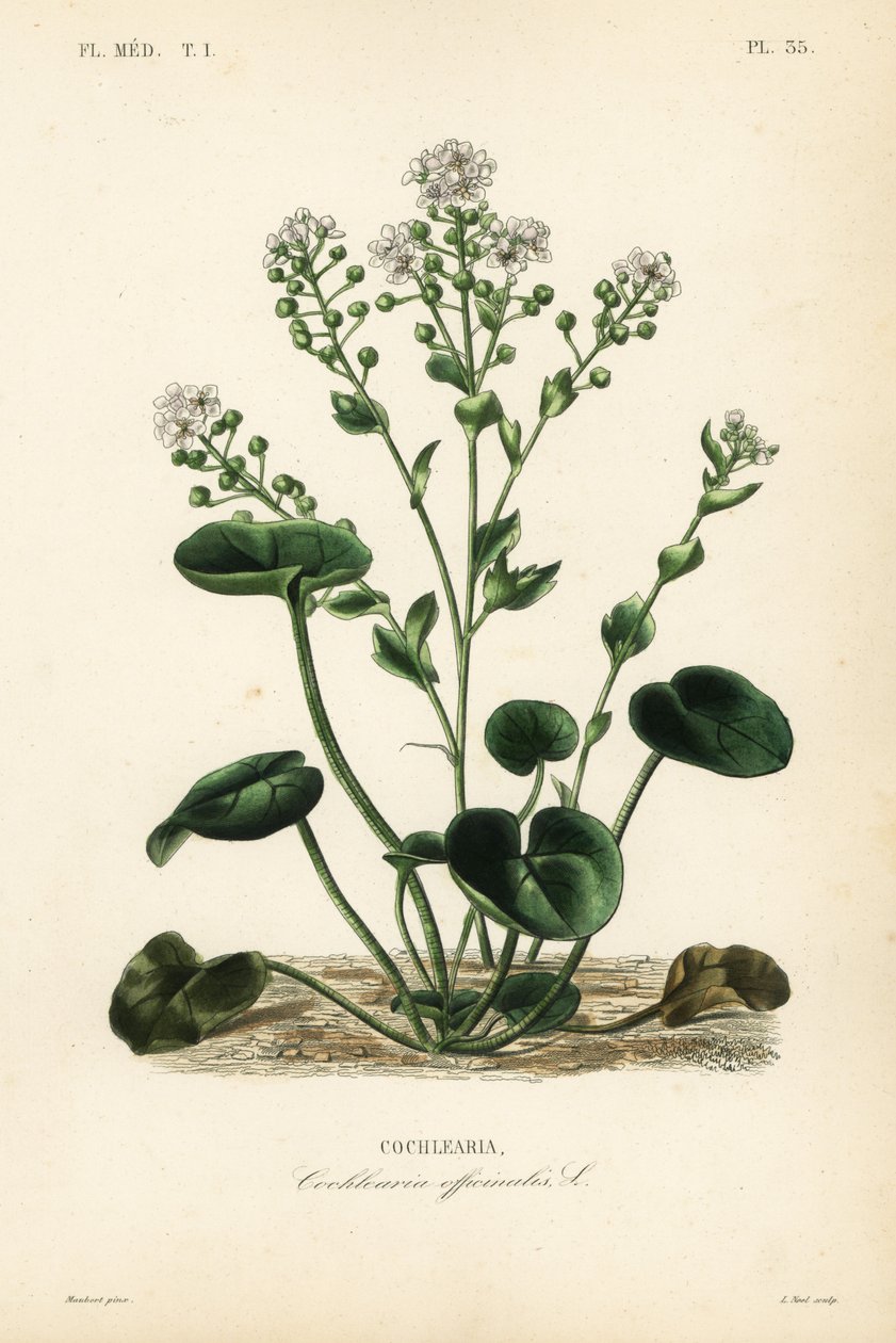 Közönséges skorbut vagy kanálfű, Cochlearia officinalis, Cochlearia alkotó: Unbekannt