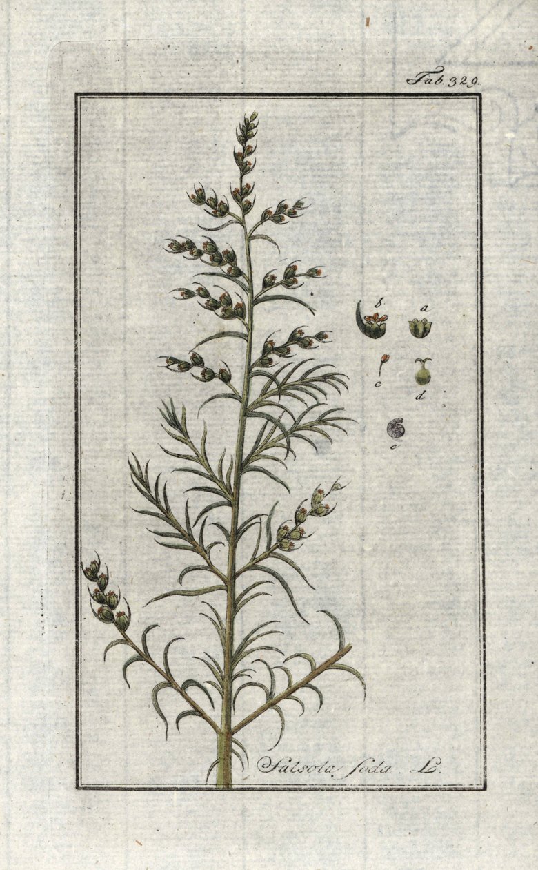 Közönséges szóda (Salsola soda). Litográfia Johannes Zorn (1739-1799) "Afbeelding der Artseny-Gewassen" című művéből, Hollandia. alkotó: Unbekannter Künstler