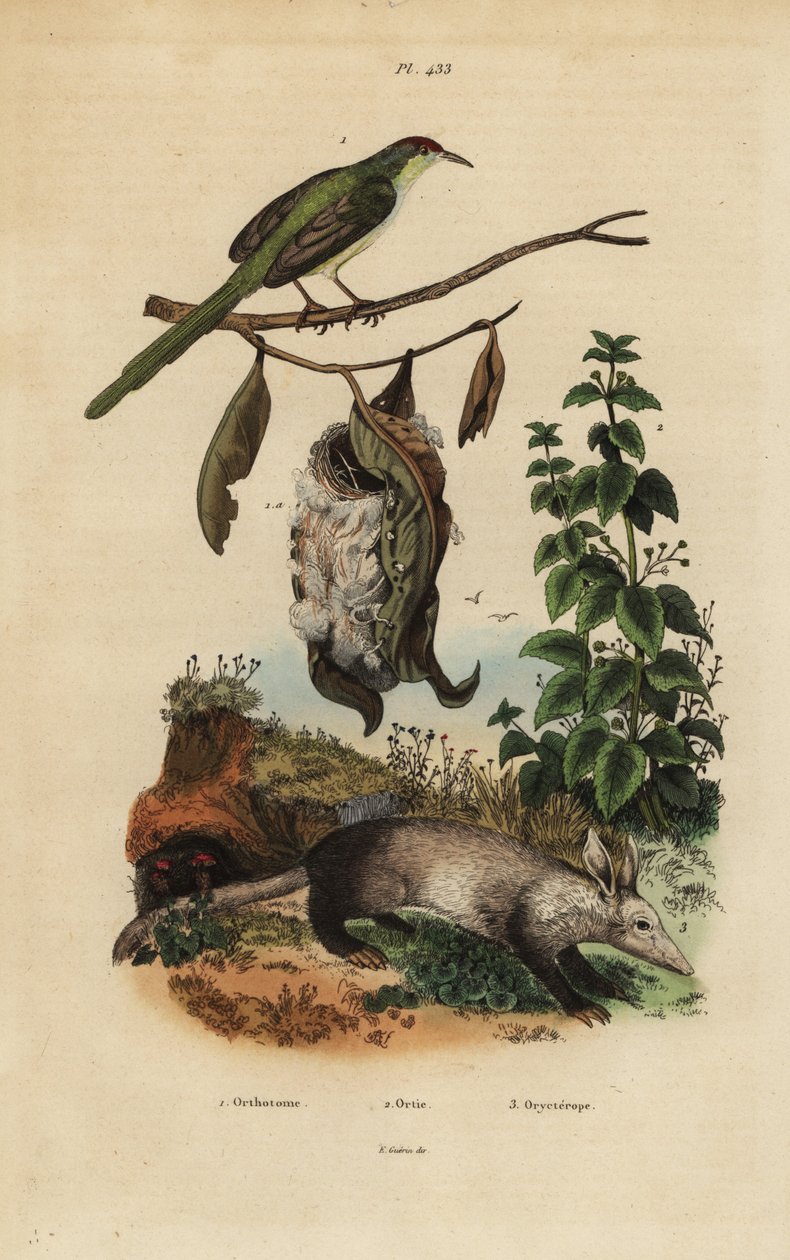 Közönséges szabómadár, Orthotomus sutorius fészekkel, csalán, Urtica dioica és aardvark, Orycteropus afer alkotó: Unbekannt