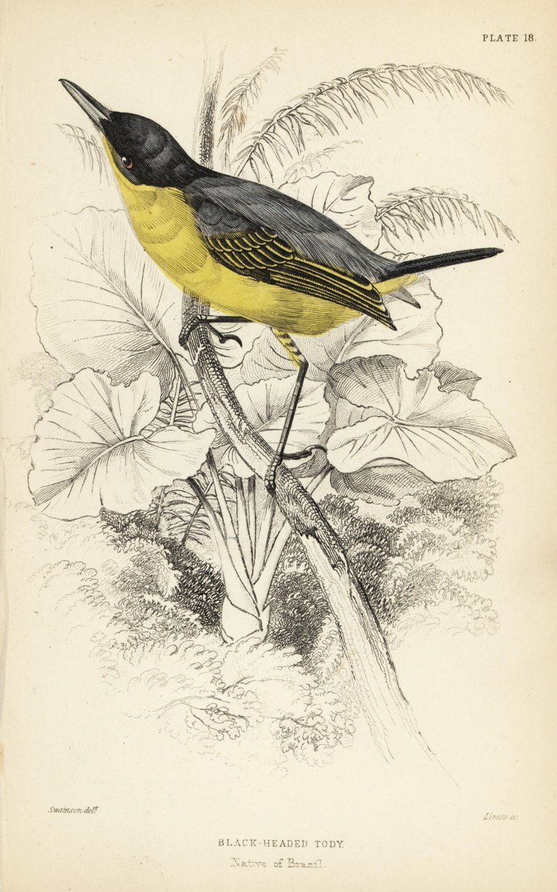 Közönséges túzokmadár, Todirostrum cinereum (feketefejű túzok, Todus melanocephalus). William Lizars kézi színezésű acélmetszete William Swainson illusztrációja után Sir William Jardine Naturalist