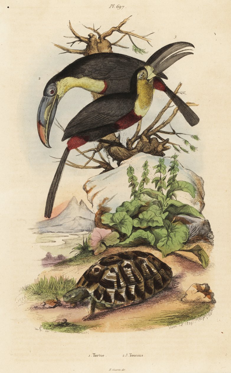 Közönséges teknős, Testudo graeca 1, kénmellű tukán, Ramphastos sulfuratus 2 és fehértorkú tukán, Ramphastos tucanus 3, Tortue, tukánok alkotó: Unbekannt