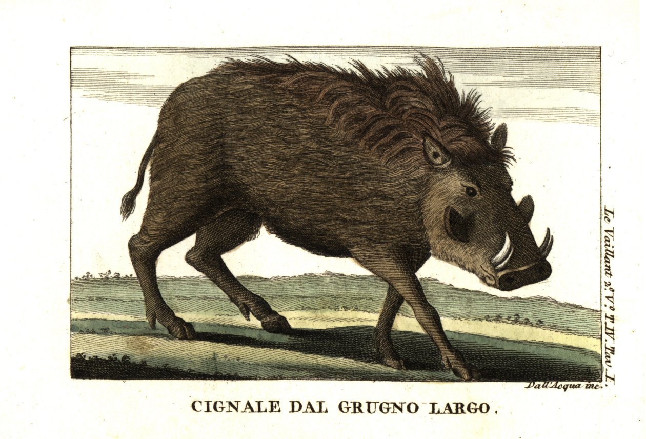 Közönséges varacskos disznó, Phacochoerus africanus. Francois Le Vaillant-tól (Levaillant). alkotó: Unbekannter Künstler