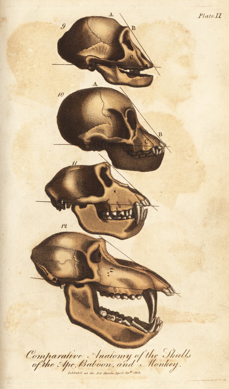 A majom, a pávián és a majom koponyájának összehasonlító anatómiája - Kézzel színezett rézmetszet Ebenezer Sibly Universal System of Natural History című művéből, London, London alkotó: Unbekannter Künstler