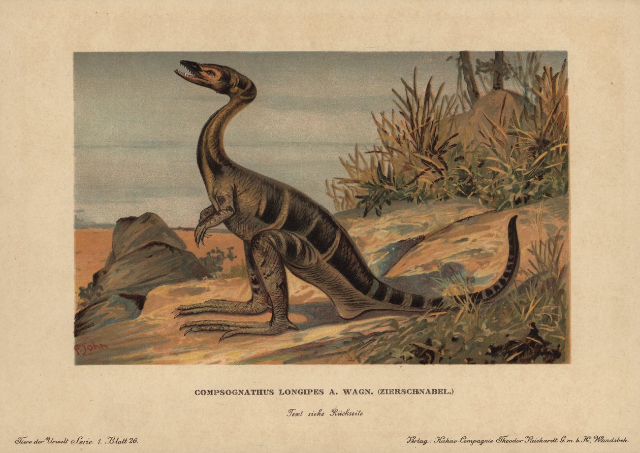 Compsognathus longipes, a jura kori kis kétéltű húsevő dinoszauruszok nemzetségének egyik neme. F. John kromolitográfiája (a Reichardt Kakaótársaság őskori állatok sorozata), eredetileg a "Az őskori világ állatai" című kötetben jelent meg. alkotó: Unbekannter Künstler