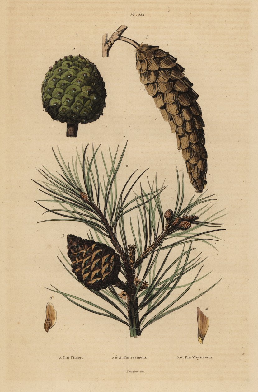 Kövi fenyő, Pinus pinea 1, vörös fenyő, Pinus resinosa 2-4 és Weymouth fenyő, Pinus strobus 5,6 tobozok alkotó: Unbekannt