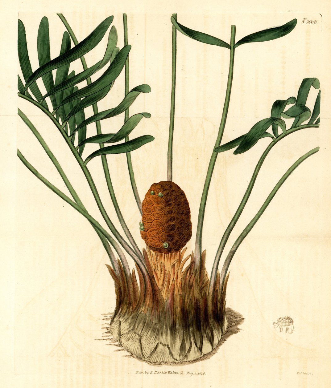 Coontie, Zamia pumila var. male. Weddell kézzel készített rézmetszete Samuel Curtis
