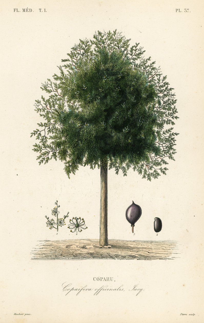 Copaiba fa, Copaifera officinalis, Copahu alkotó: Unbekannt