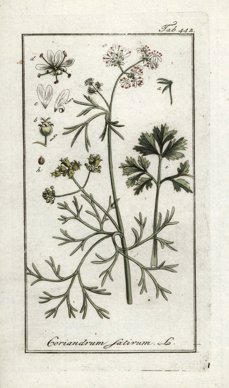 Koriander (Coriandrum sativum). Litográfia Johannes Zorn (1739-1799) "Afbeelding der Artseny-Gewassen" című művéből, Hollandia. alkotó: Unbekannter Künstler