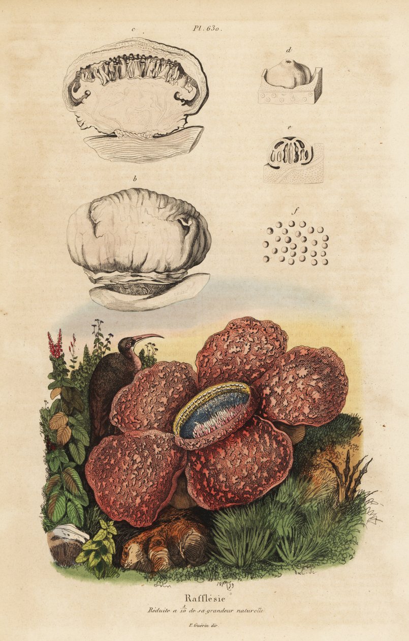 Hullaliliom vagy rafflesia, Rafflesia arnoldii alkotó: Unbekannt