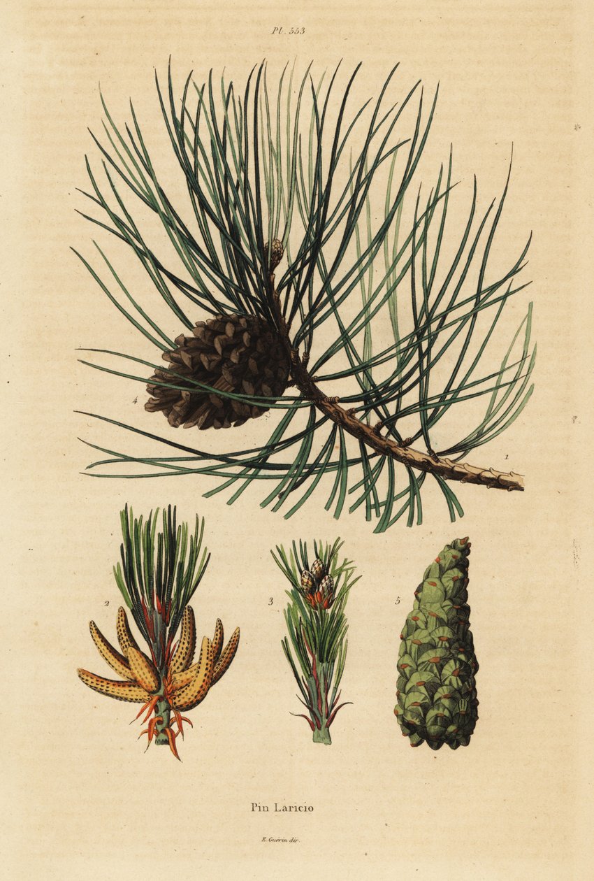 Korzikai fenyő, Pinus nigra subsp alkotó: Unbekannt