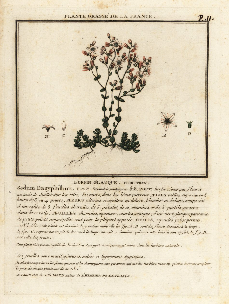 Korzikai kőtörmelék, Sedum dasyphyllum. alkotó: Unbekannter Künstler