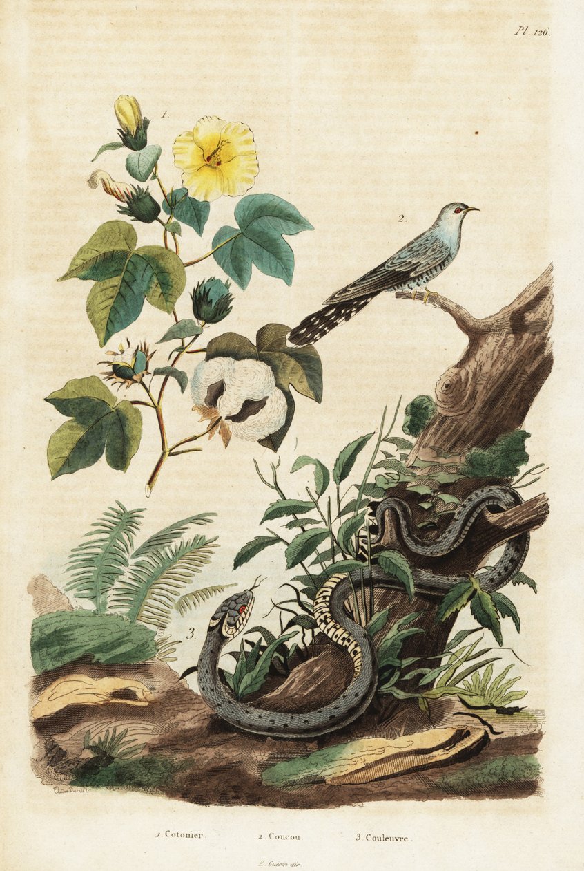 Gyapot, kakukk és fű kígyó., 1834-1839 (metszet) alkotó: Unbekannter Künstler