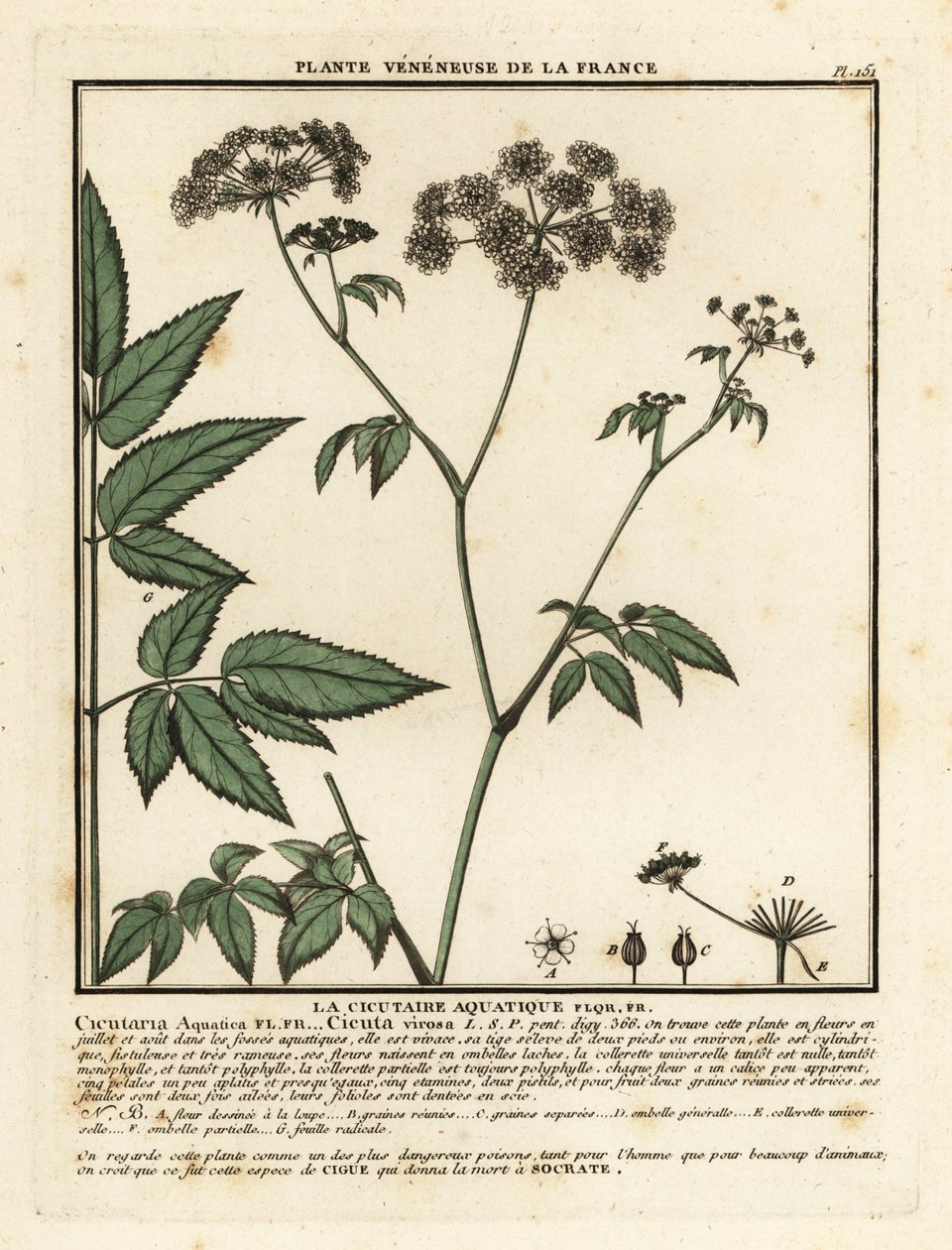 Cowbane, Hemlock virosa. alkotó: Unbekannter Künstler