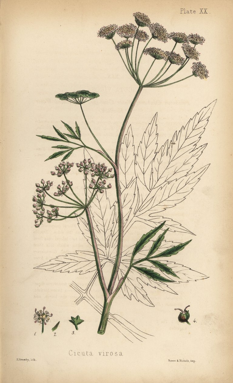 Kovászfű vagy vízi bürök, Cicuta virosa. Henry Sowerby kézzel színezett litográfiája Edward Hamilton Flora Homeopathica című művéből, Bailliere, London. alkotó: Unbekannter Künstler