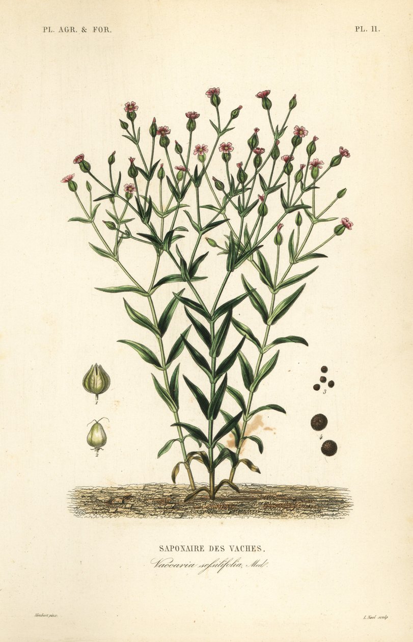 Tehénfürtö, Vaccaria hispanica, Vaccaria sessilifolia, Saponaire des Vaches alkotó: Unbekannt