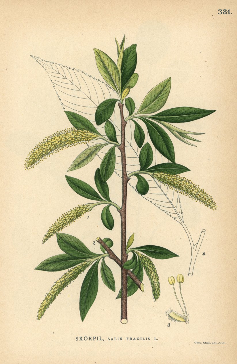 Repedezett fűzfa, Salix fragilis alkotó: Unbekannter Künstler
