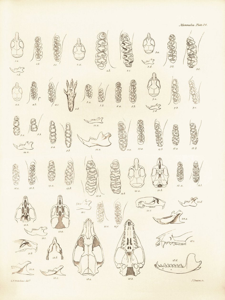 A Charles Darwin által a Beagle fedélzetén tett felfedezőútja során leírt különböző rágcsálófajok darvai és fogai. Tábla a "The Zoology of the voyage of the H.M.S. Beagle under the command of Captain Fitzroy during the years 1832 to 1836 edited and sup alkotó: Unbekannter Künstler