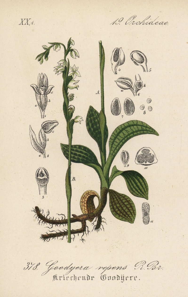 Kúszó Goodyere - Kúszó nőszirom, Goodyera repens. Kézzel színezett litográfia Diederich von Schlechtendal Német flóra (Flora von Deutschland) című művéből, Jena. alkotó: Unbekannter Künstler