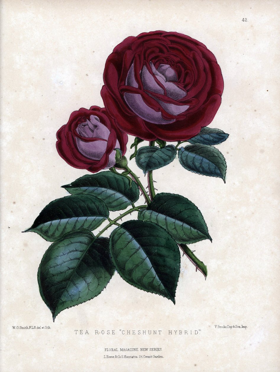 Bíbor rózsaszín és lila. A tea hibrid fajtája, üvegházban termesztett, Rose of China típusú tea. Worthington G. Smith (1835-1917) litográfiája, a Floral Magazine-ban jelent meg. alkotó: Unbekannter Künstler