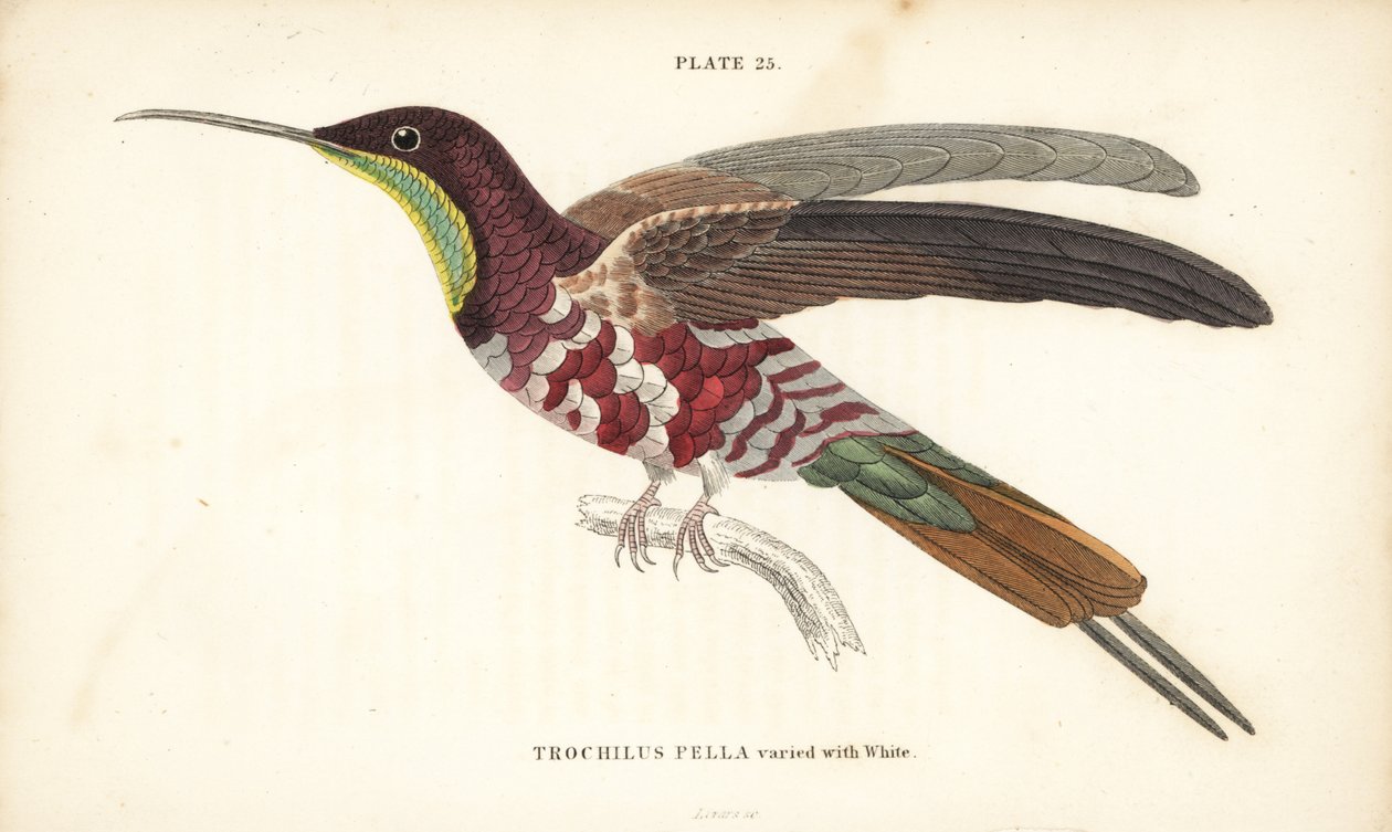 Bíborvörös topáz fehérrel variálva, Topaza pella (Trochilus pella). William Lizars kézzel színezett acélmetszete Sir William Jardine Naturalist