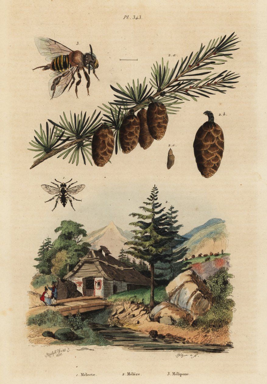 Kakukkméh, Melecta albifrons 1, vörösfenyő, Larix decidua 2 és csípős melipona mézelő méh, Melipona favosa 3 alkotó: Unbekannt