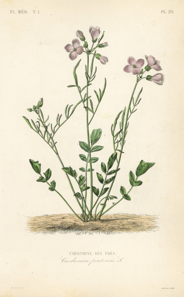 Kakukkvirág, Cardamine pratensis, Cardamine des pres alkotó: Unbekannt