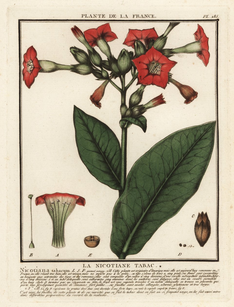 Termesztett dohány, Nicotiana tabacum. alkotó: Unbekannter Künstler