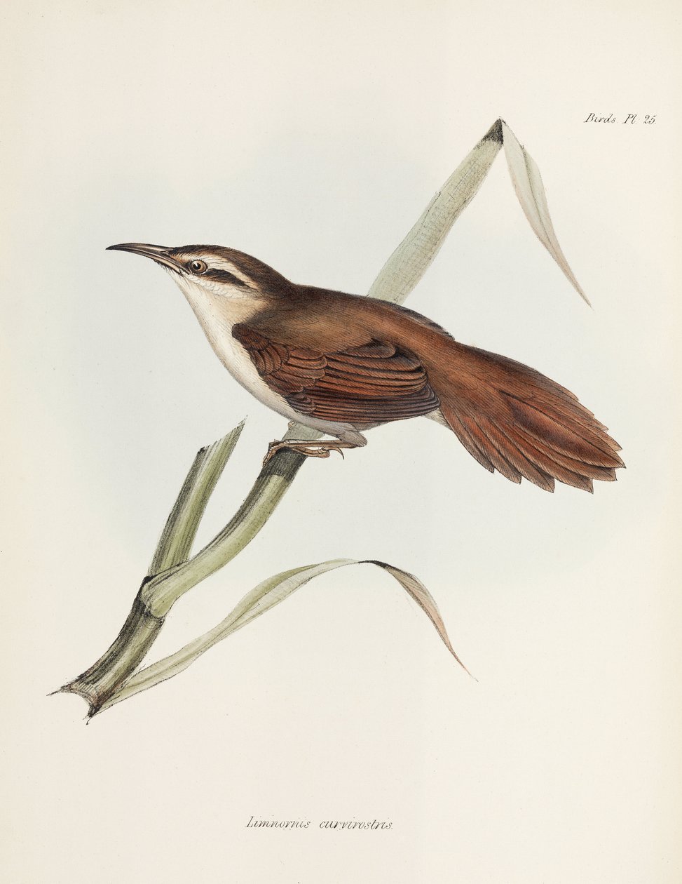 Görbecsőrű reedhaunter, Argentína, 1832-1836 alkotó: Unbekannter Künstler