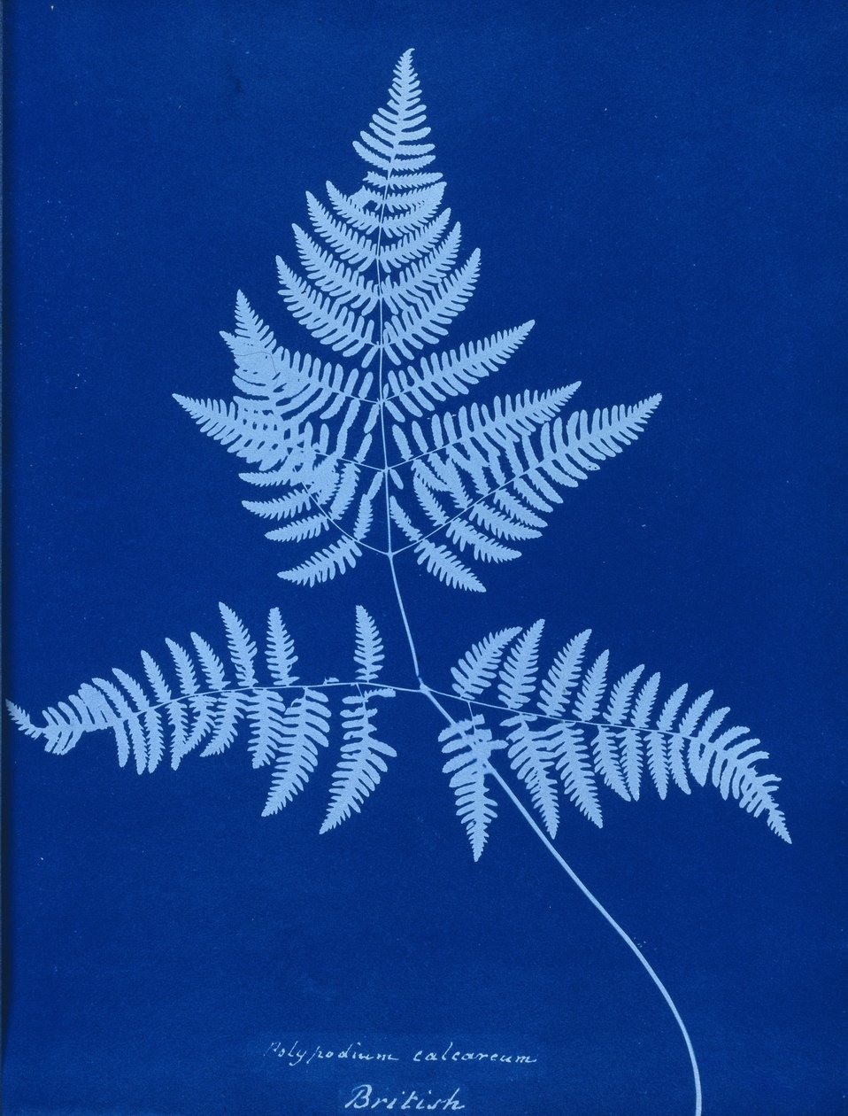 A Polypodium calcareum cianotípusa alkotó: Unbekannt
