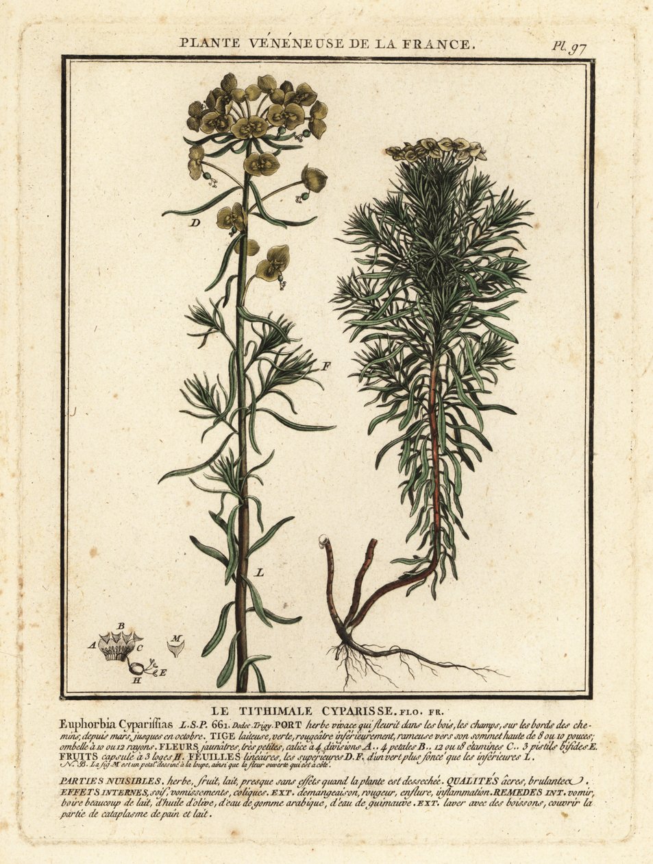 Ciprusvirág, Euphorbia cyparissias. alkotó: Unbekannter Künstler
