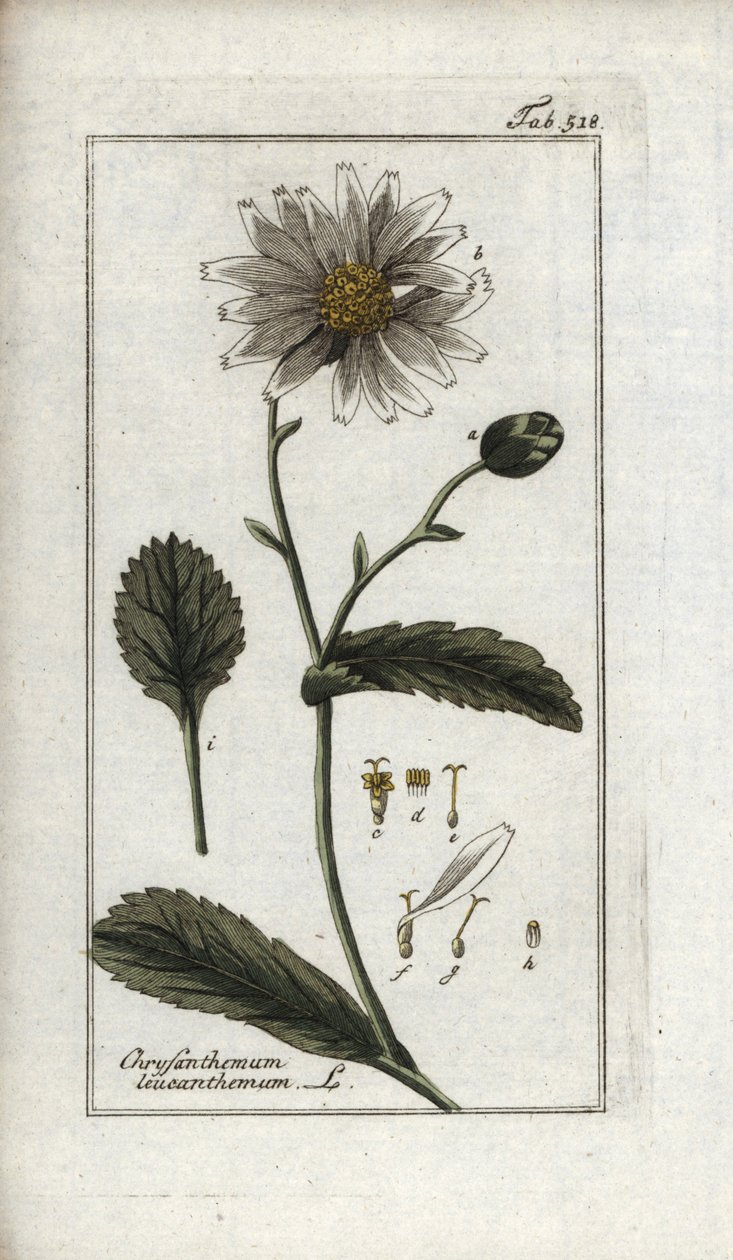 Százszorszép (Leucanthemum vulgare). Litográfia Johannes Zorn (1739-1799) "Afbeelding der Artseny-Gewassen" című művéből, Hollandia. alkotó: Unbekannter Künstler