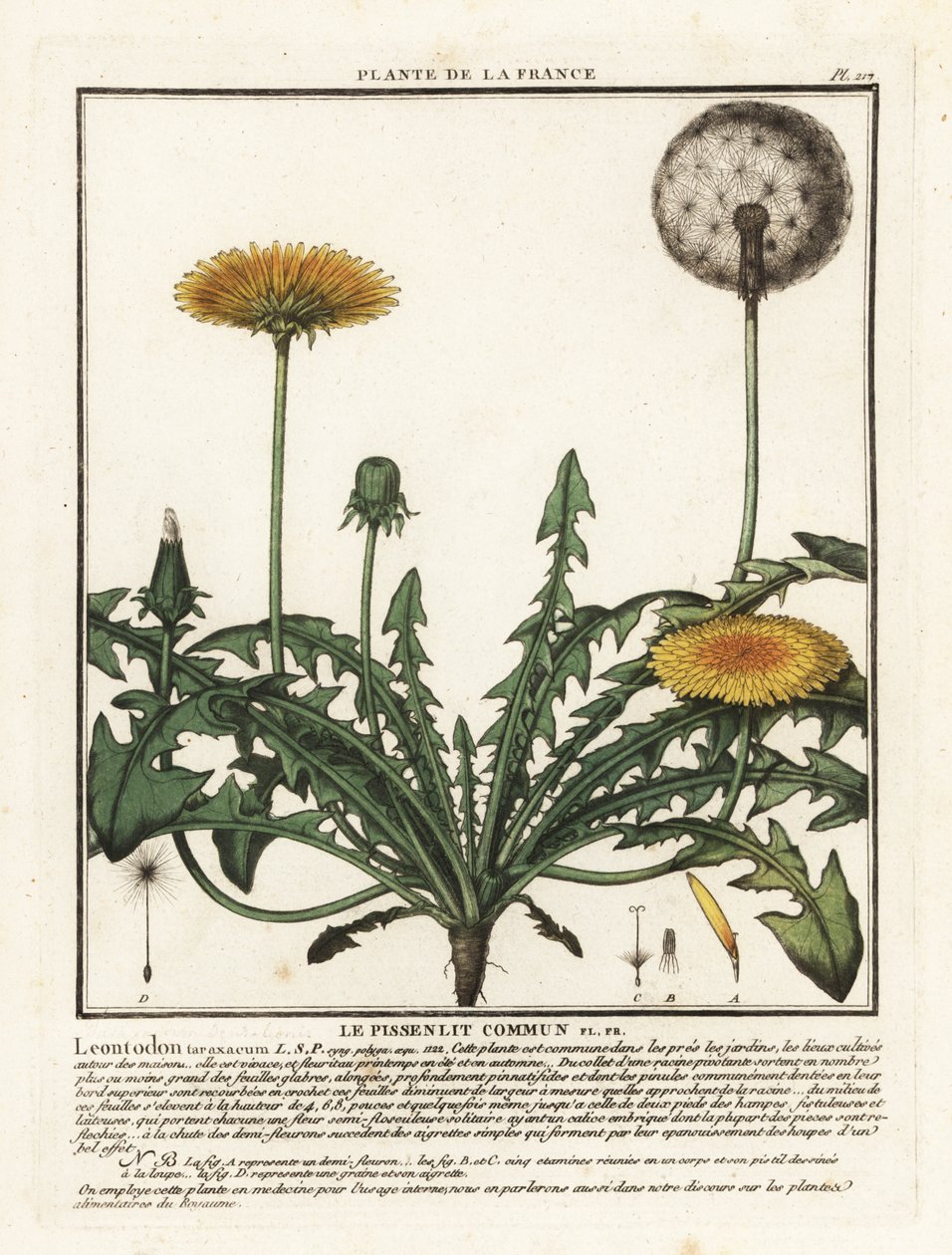 Gyermekláncfű, Taraxacum campylodes. alkotó: Unbekannter Künstler