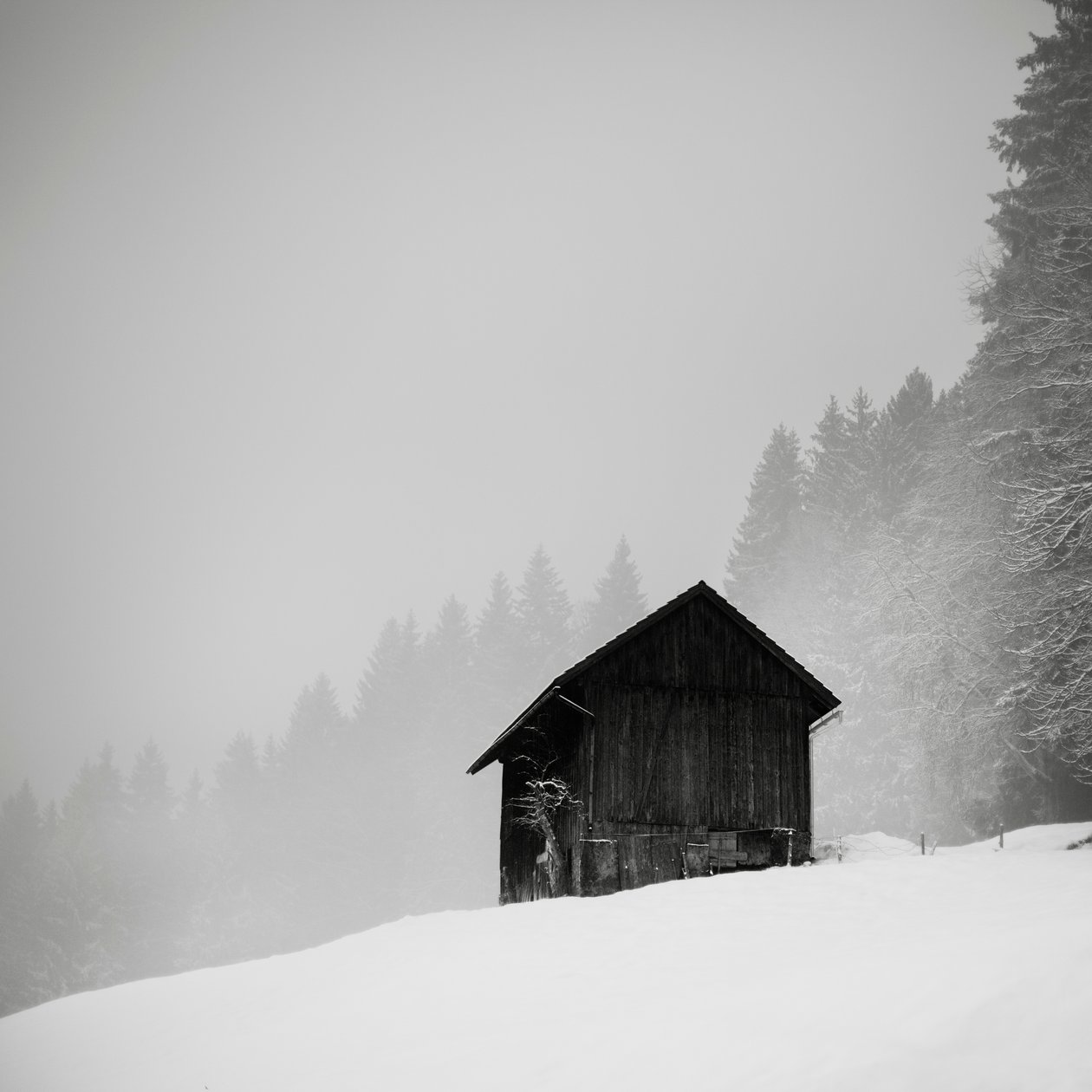 A tisztás titka, Oberstaufen, Németország, 2013 (f/w fotó) alkotó: Leopold Blonder